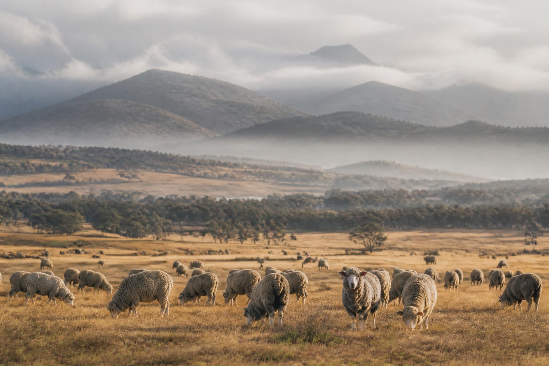 Merino sheep flock grazing in pastoral highland landscape